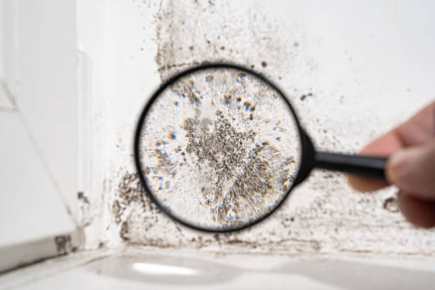 Best Basement Mold Removal  in Lone Tree, IA